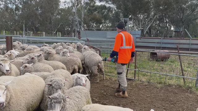 Cisaille à laine électrique sans fil de qualité supérieure à 6 vitesses et 9 dents pour animaux de compagnie – Parfaite pour la tonte des chèvres, des chevaux et des moutons – Compatible avec la batterie Makita 18 V