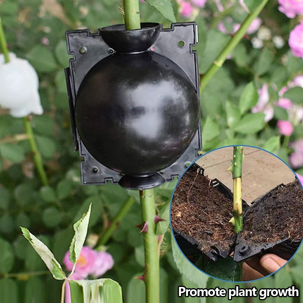Boule d'enracinement des plantes
