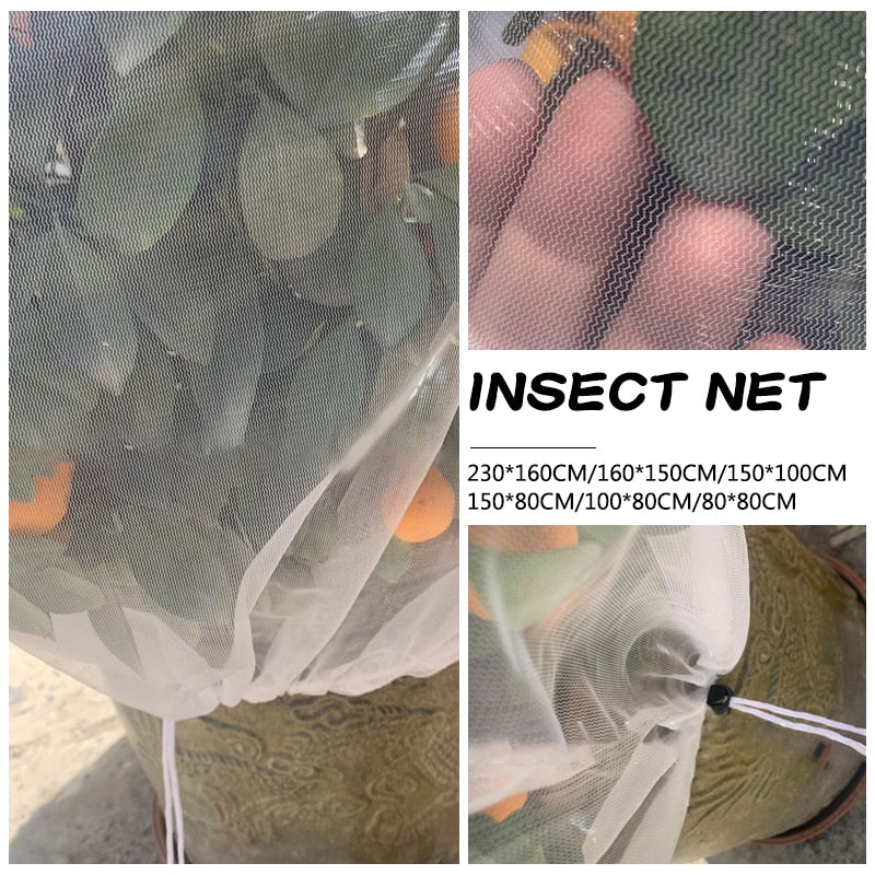 Fruit Fly Individual Tree Net