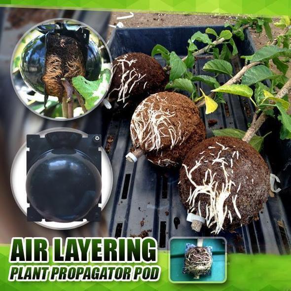 Boule d'enracinement des plantes