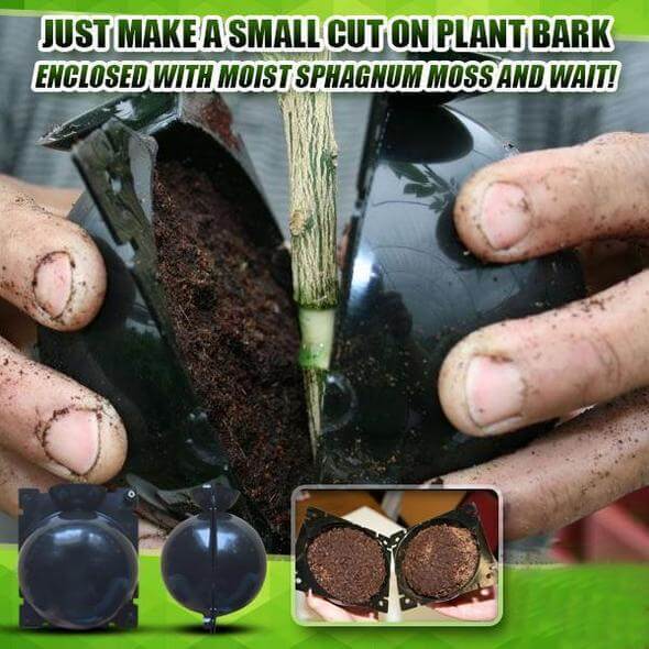 Boule d'enracinement des plantes