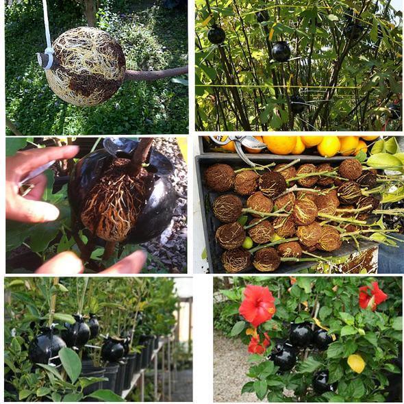 Boule d'enracinement des plantes