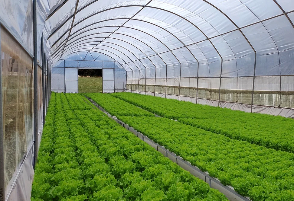 Polytunnel (longueur 6m x12.25m)