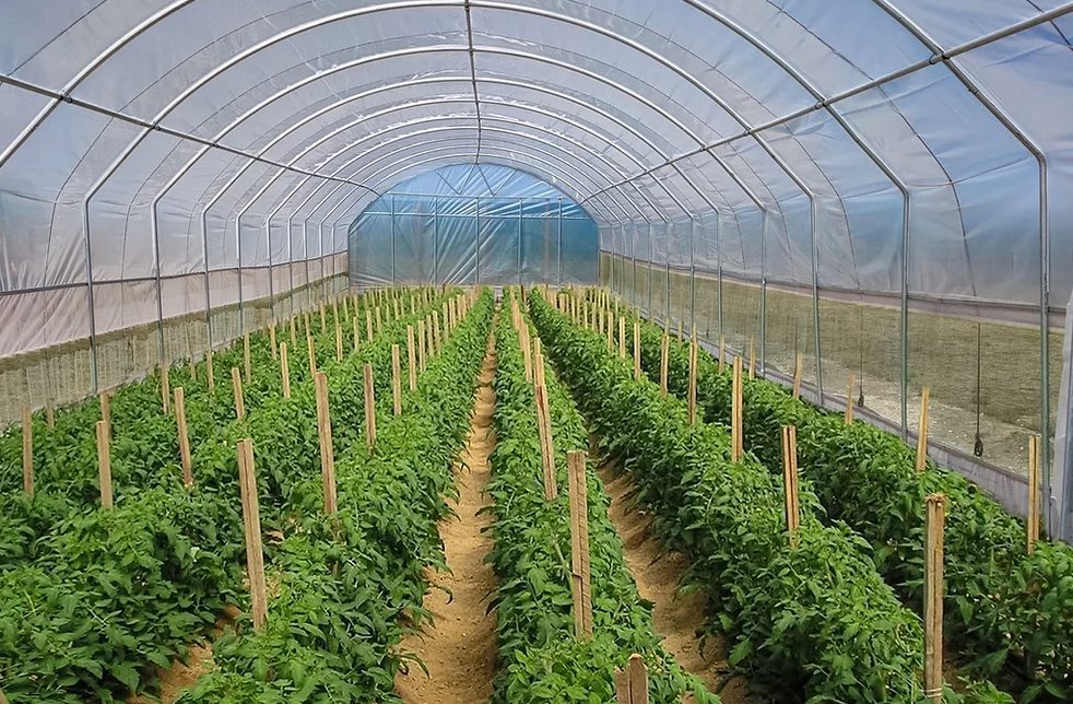 Polytunnel (longueur 6m x18m)