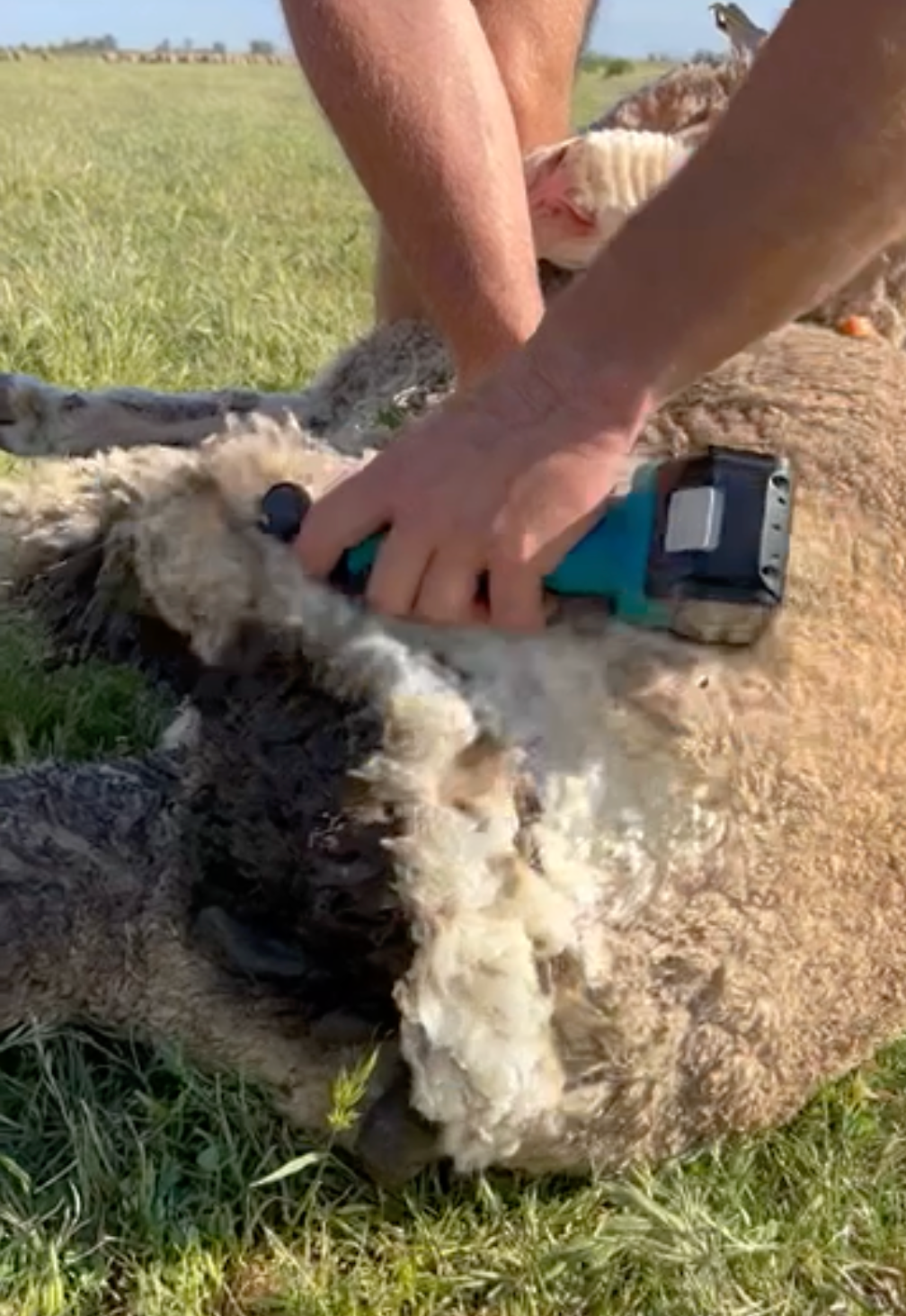 How to Crutch a Sheep: A Comprehensive Guide